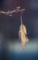 Hanging on